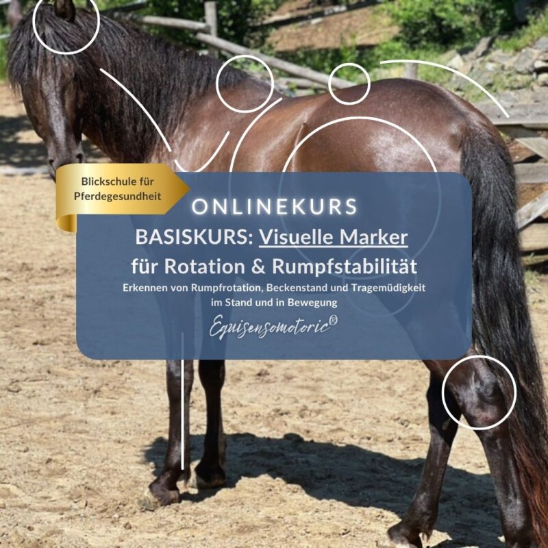 equisensomotoric.com